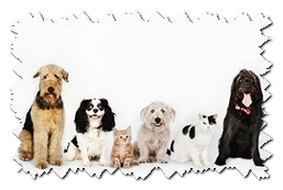 Домашние животные, а стоит ли