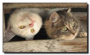 Мужской и женский взгляд